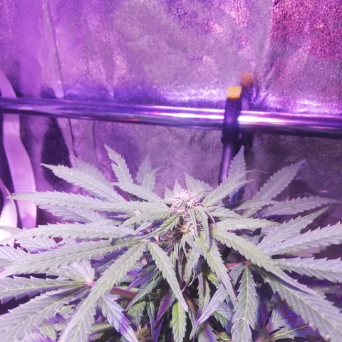 Northern lights auto  growlog timeline photo