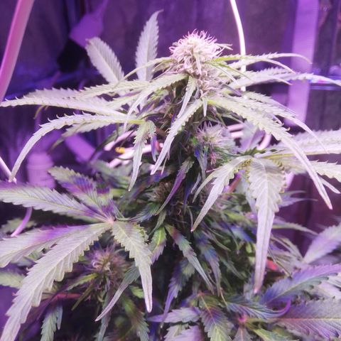Northern lights auto  growlog timeline photo