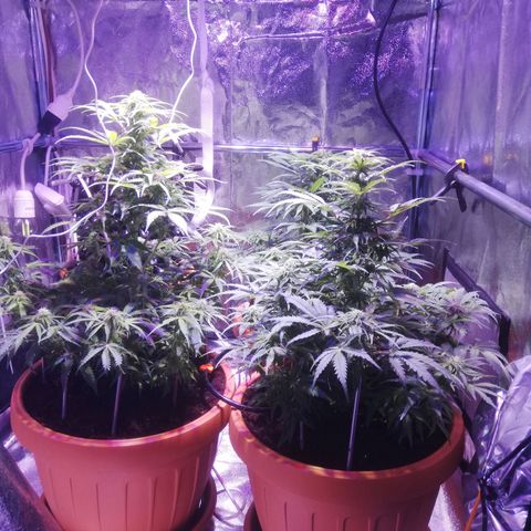 Northern lights auto  growlog timeline photo