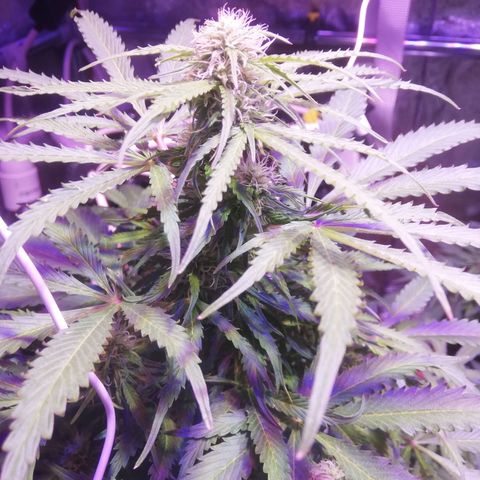 Northern lights auto  growlog timeline photo