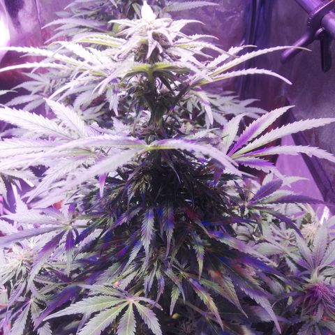 Northern lights auto  growlog timeline photo