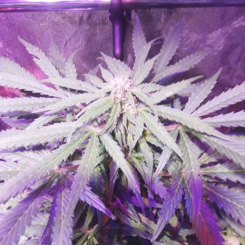 Northern lights auto  growlog timeline photo