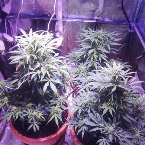 Northern lights auto  growlog timeline photo