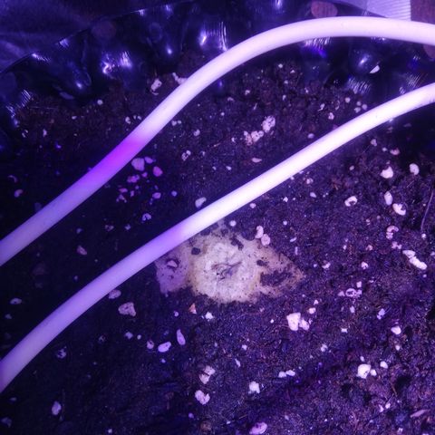 Northern lights auto  growlog timeline photo