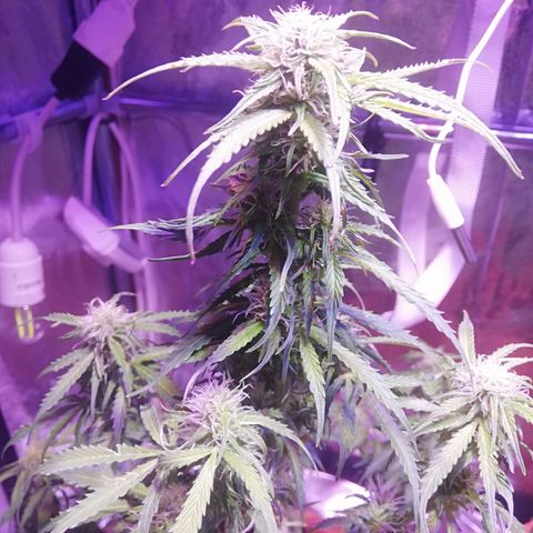 Northern lights auto  growlog timeline photo