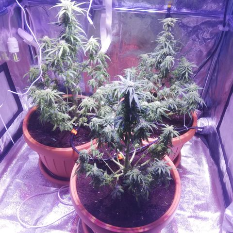 Northern lights auto  growlog timeline photo