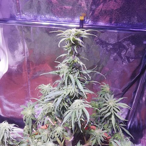 Northern lights auto  growlog timeline photo