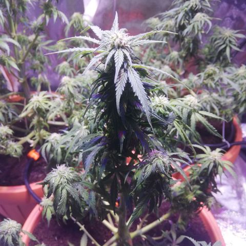 Northern lights auto  growlog timeline photo