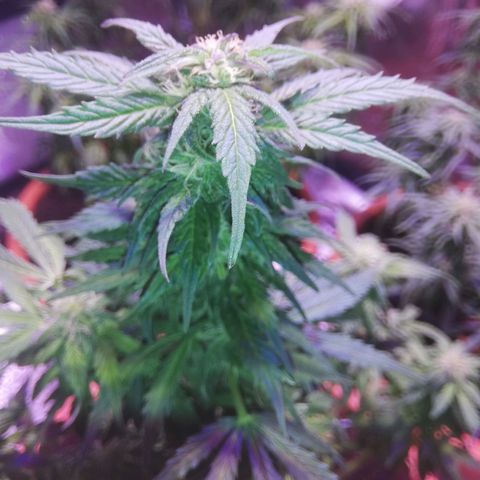 Northern lights auto  growlog timeline photo