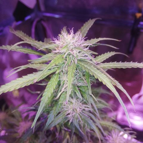 Northern lights auto  growlog timeline photo