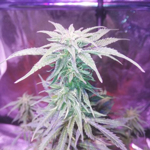 Northern lights auto  growlog timeline photo