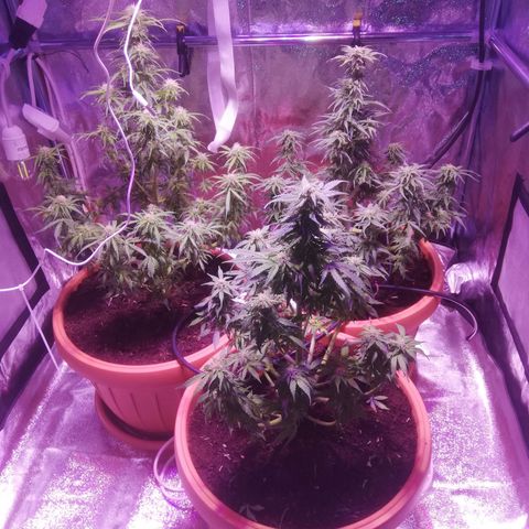 Northern lights auto  growlog timeline photo