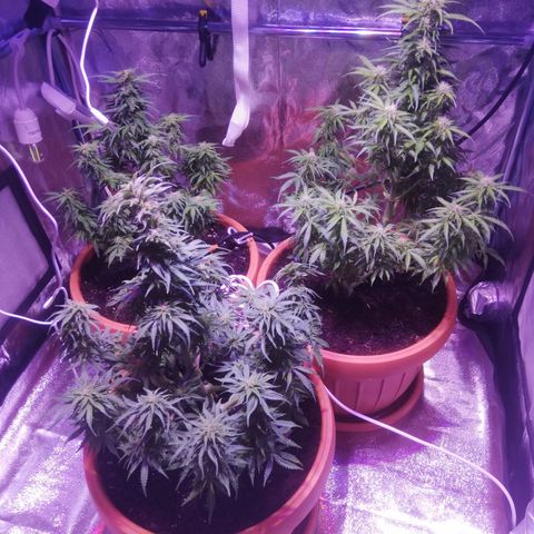 Northern lights auto  growlog timeline photo