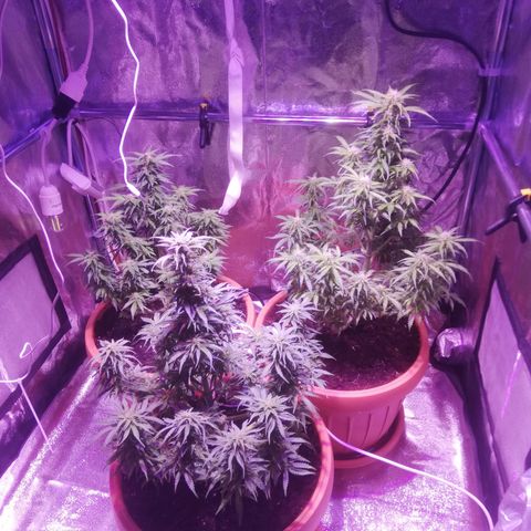Northern lights auto  growlog timeline photo