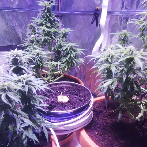 Northern lights auto  growlog timeline photo