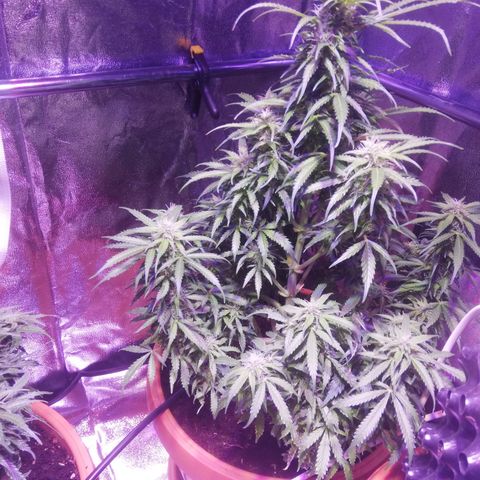 Northern lights auto  growlog timeline photo