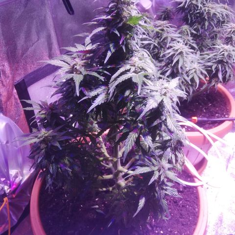 Northern lights auto  growlog timeline photo