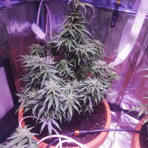 Northern lights auto  growlog timeline photo