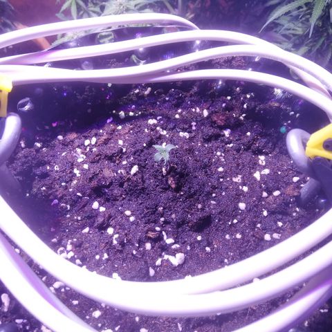 Northern lights auto  growlog timeline photo