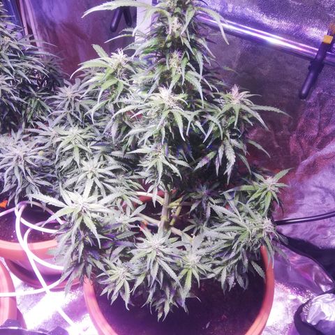 Northern lights auto  growlog timeline photo