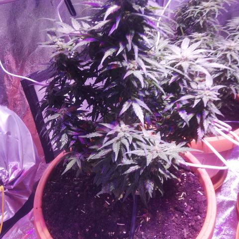 Northern lights auto  growlog timeline photo