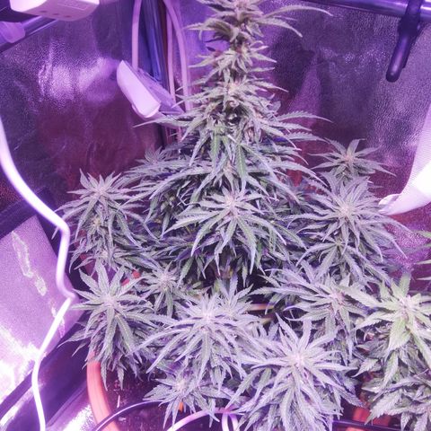 Northern lights auto  growlog timeline photo
