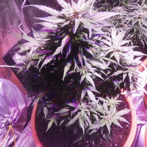 Northern lights auto  growlog timeline photo