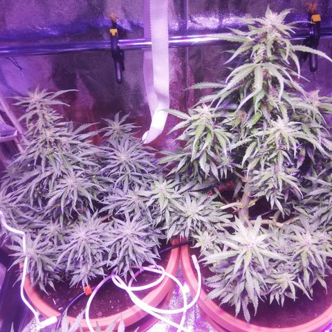 Northern lights auto  growlog timeline photo