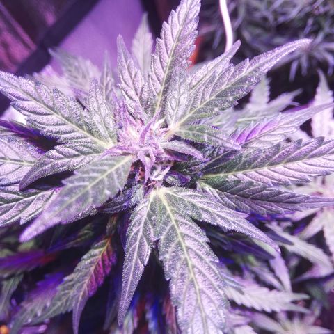 Northern lights auto  growlog timeline photo