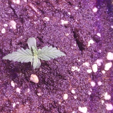 Varietà sconosciuta growlog timeline photo