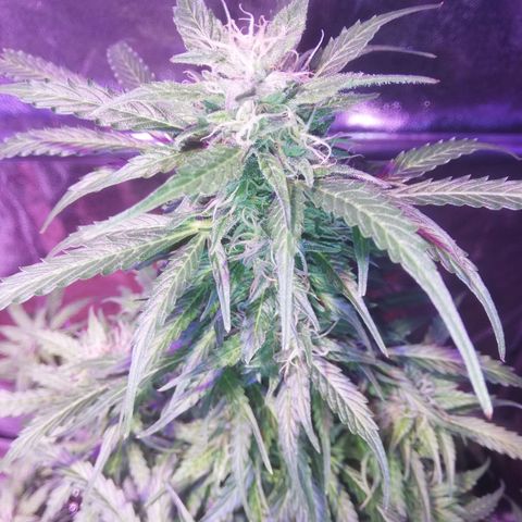 Northern lights auto  growlog timeline photo