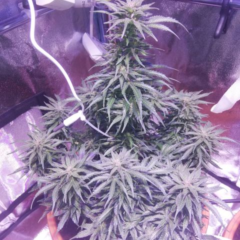 Northern lights auto  growlog timeline photo