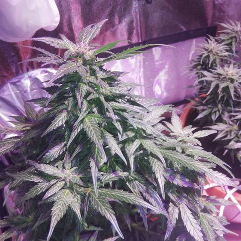 Northern lights auto  growlog timeline photo