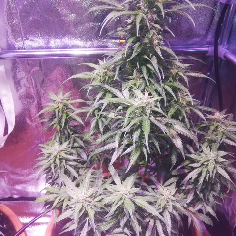 Northern lights auto  growlog timeline photo