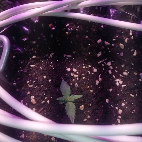 Varietà sconosciuta growlog timeline photo