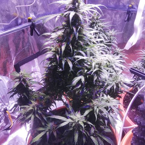 Northern lights auto  growlog timeline photo