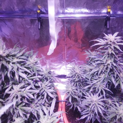 Northern lights auto  growlog timeline photo