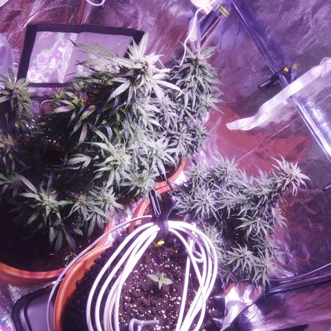 Northern lights auto  growlog timeline photo