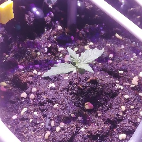 Varietà sconosciuta growlog timeline photo