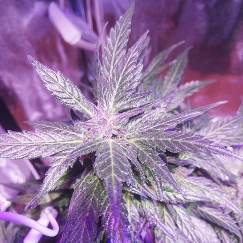 Northern lights auto  growlog timeline photo