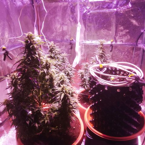 Northern lights auto  growlog timeline photo