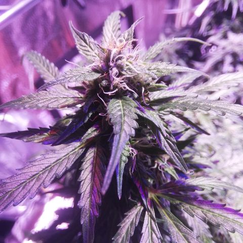 Northern lights auto  growlog timeline photo