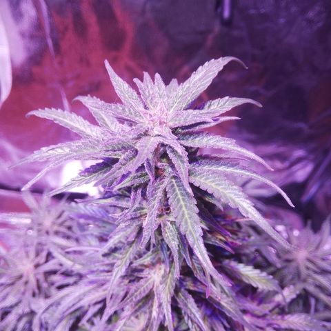 Northern lights auto  growlog timeline photo