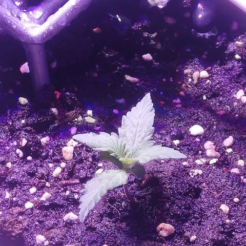 Varietà sconosciuta growlog timeline photo