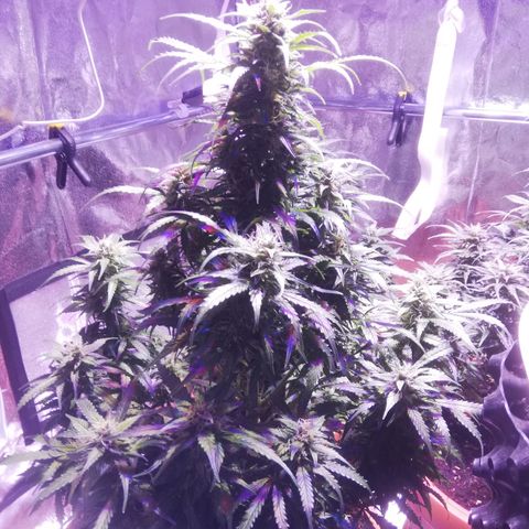 Northern lights auto  growlog timeline photo