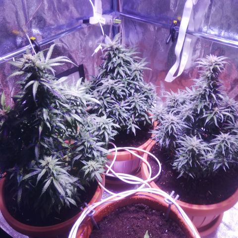 Northern lights auto  growlog timeline photo