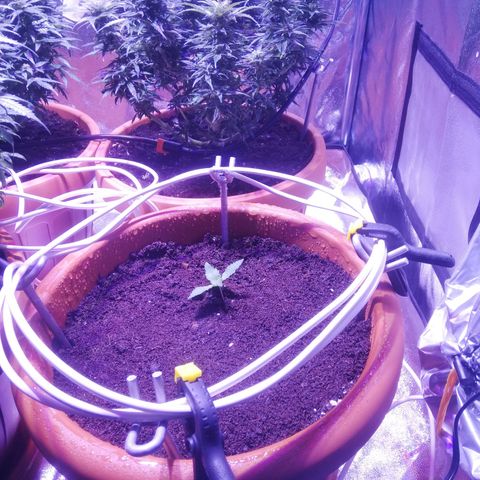 Varietà sconosciuta growlog timeline photo