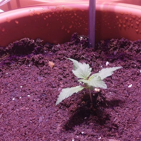 Varietà sconosciuta growlog timeline photo