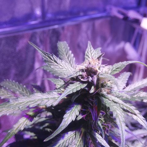 Northern lights auto  growlog photo: Big