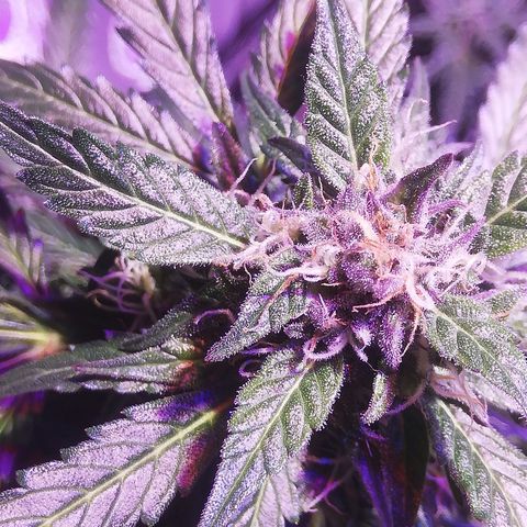 Northern lights auto  growlog photo: Big